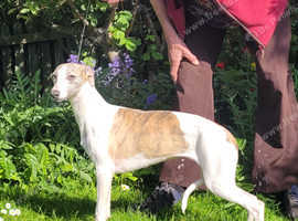 Beautiful KC Reg female Whippet puppy