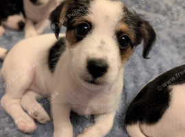 Jackapoo Puppies Ready for Their Forever Homes
