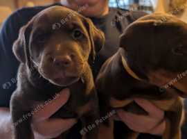 Jagd terrier puppy's for sale