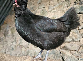 Bantam Hen