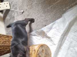Patterjack pups
