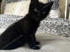 Female kitty