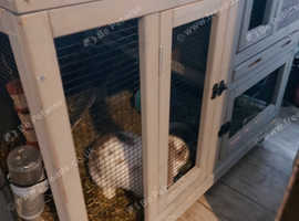 looking for rehome