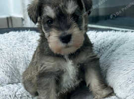 KC REGISTERED MINIATURE SCHNAUZER GIRL