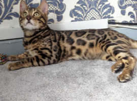 ***GORGEOUS PURE MALE BENGAL***