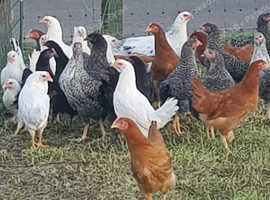 Hens for sale