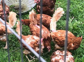 Ex battery hens 1 year old