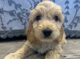 Cockapoo puppies pra clear