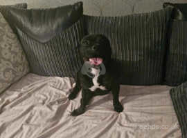 Cheap staffies for sales sale