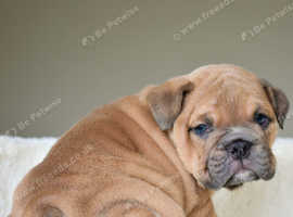 For a better life, better friend English Bulldog puppies for sale