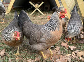 Crested Cream Legbar Hens - Day Old Chicks - Gaurenteed Girls