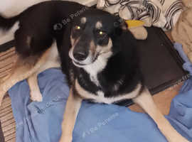 3yr old Alsatian cross husky female