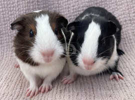 Baby Guinea pigs Ready now