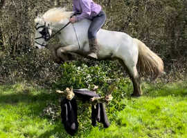 WANTED horses, pony's, carts, harness and horse boxes,