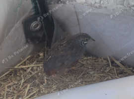 3 male button quails