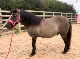 Conker - Mothers Dream True LR/First Pony
