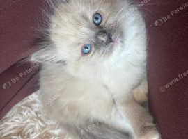 Ragdoll kittens