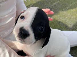 Springador pups