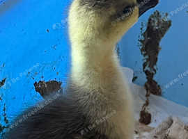 Chinese Goslings for sale in Bolyon