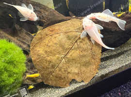 Snow white bristlenose Pleco's 4-5cm