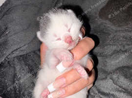 Seal Point ragdoll and Russian blue kittens