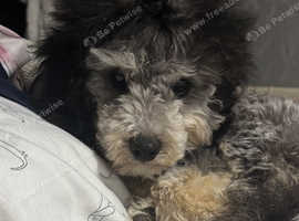 5 month old male puppie