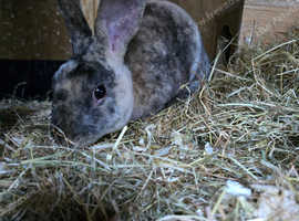 Mini rex Buck