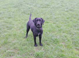 Black Labrador Bitch 16 months old