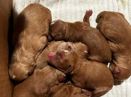 Dogs and store puppies for sale