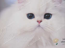 Title Luxury Silver Shaded ns1133 Rare British kittens