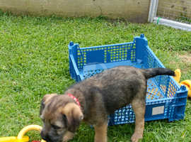 Border terrier 3/4 and 1/4 Lakeland puppies ready now.