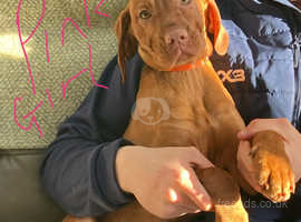REDUCED - 3 left - READY NOW for new Gorgeous natured little friendly Hungarian Vizslas