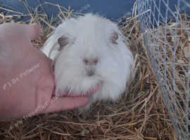 Gorgeous long haired sheltie guinea pigs