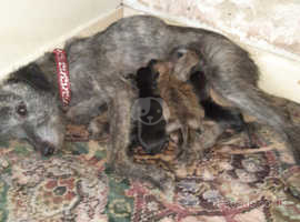 6 female n 2 males beddlington pupps two days old perdect litter