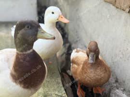 Call duck hatching eggs fertile incubator broody
