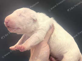 CHAMPION LINES ENGLISH BULLTERRIERS