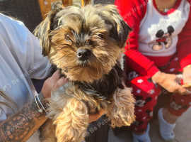 2 beautiful chokies puppies for sale