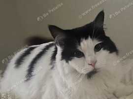 Missing cat