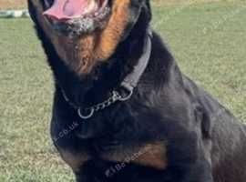 Female Rottweiler