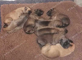 Belgium Malinois puppies for sale Rare colours