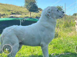 Central shepherd Alabai