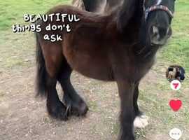 Mini cob colt