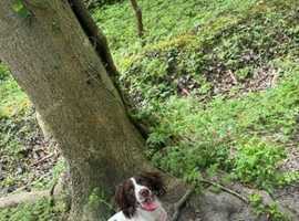 Female springer spaniel
