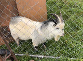Pygmy buck