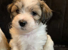 2 Lhasa apso pups both male for sale