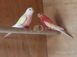 Pair of 2023 bourkes parakeets