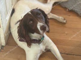 Female springer spaniel