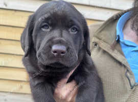 KC CHOCOLATE LABRADOR FULLY HEALTH TESTED PARENTS