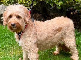 BEAUTIFUL F1 MINIATURE GOLDENDOODLE GIRL FOR SALE.