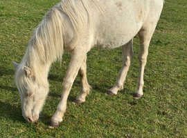 Cremello pony